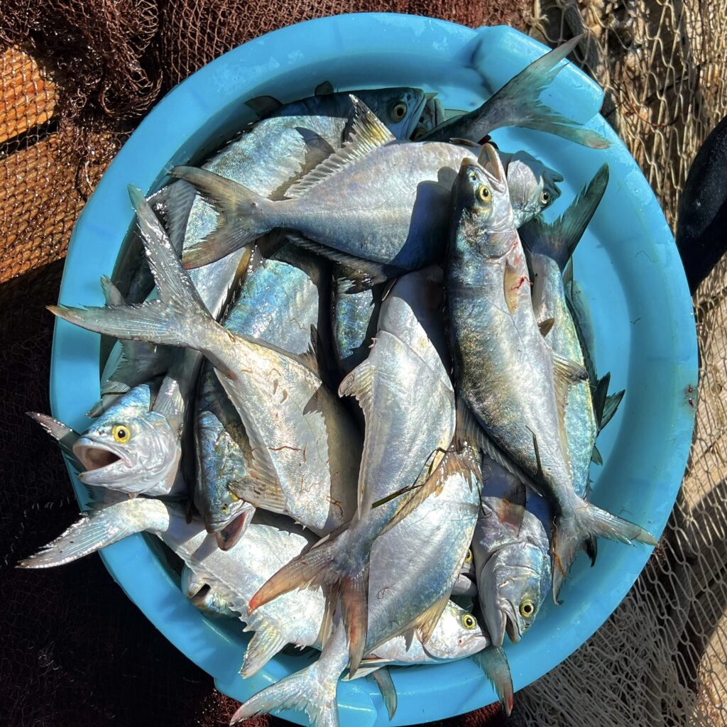 Freshly caught bluefish at Al Trabucco da Mimì. Puglia by food. A virtual tour of Puglia’s best food, dishes, restaurants. Puglia is one of Italy’s top foodie destinations | Photo © the Puglia Guys guides to gay Puglia, Italy’s top gay summer destination for LGBT travel