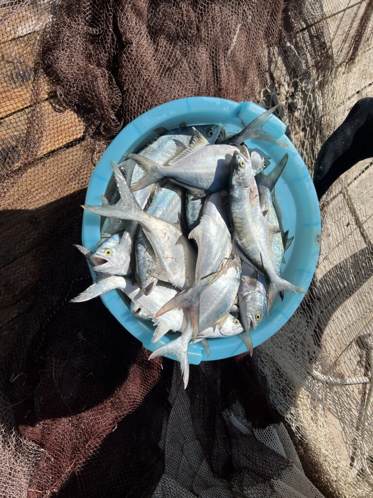 Freshly caught bluefish at Al Trabucco da Mimì