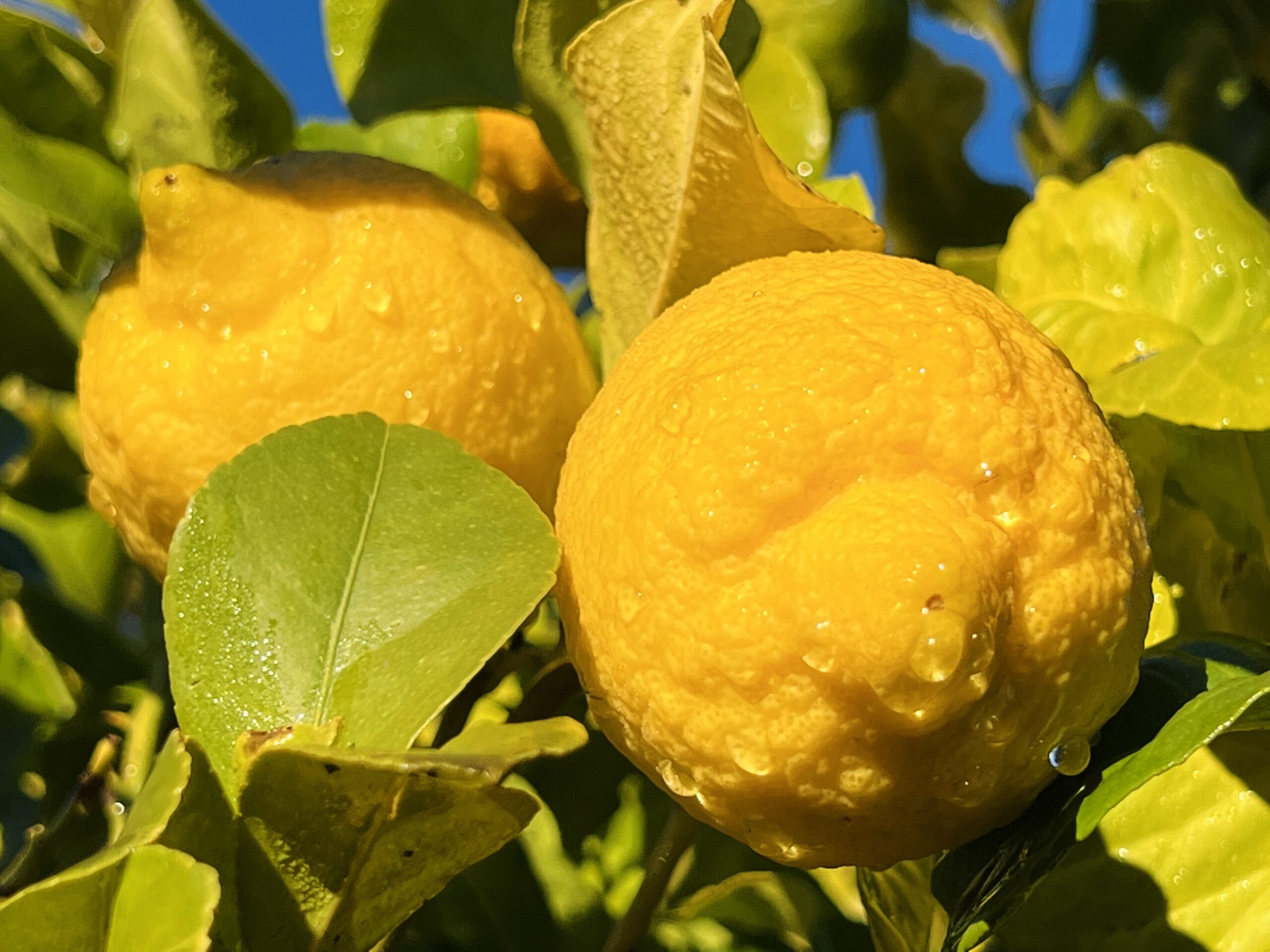 Embracing A Zesty Tradition: Love Limoncello Made From Puglia’s Garden Lemons