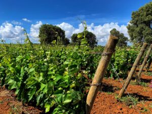 Vineyard at Torre Guaceto, Puglia