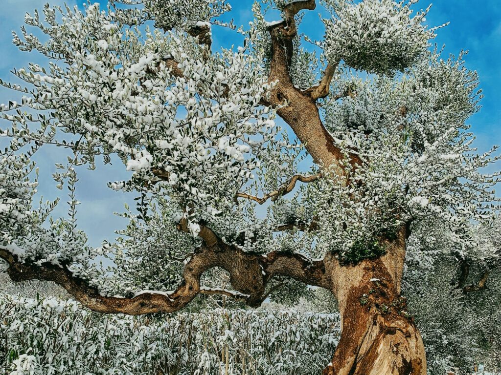 snow on an olive tree in the Puglia Guys olive grove