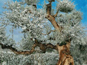 snow on an olive tree in the Puglia Guys olive grove
