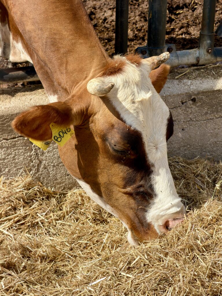 Cow at Masseria Fragnite from the Puglia Guys guide to Autumn, fall in Puglia.